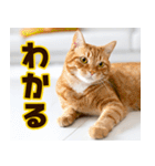 ねこ写真❤ポップで見やすい日常会話3（個別スタンプ：7）