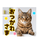 ねこ写真❤ポップで見やすい日常会話3（個別スタンプ：8）