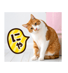 ねこ写真❤ポップで見やすい日常会話3（個別スタンプ：9）