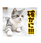 ねこ写真❤ポップで見やすい日常会話3（個別スタンプ：11）