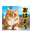 ねこ写真❤ポップで見やすい日常会話3（個別スタンプ：13）
