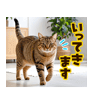 ねこ写真❤ポップで見やすい日常会話3（個別スタンプ：14）
