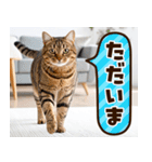 ねこ写真❤ポップで見やすい日常会話3（個別スタンプ：15）