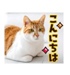 ねこ写真❤ポップで見やすい日常会話3（個別スタンプ：16）