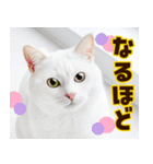 ねこ写真❤ポップで見やすい日常会話3（個別スタンプ：17）