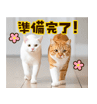 ねこ写真❤ポップで見やすい日常会話3（個別スタンプ：19）