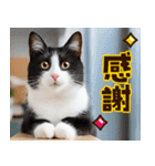 ねこ写真❤ポップで見やすい日常会話3（個別スタンプ：20）