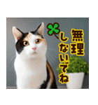 ねこ写真❤ポップで見やすい日常会話3（個別スタンプ：23）