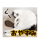 ねこ写真❤ポップで見やすい日常会話3（個別スタンプ：24）