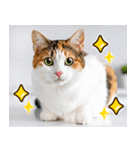 ねこ写真❤ポップで見やすい日常会話3（個別スタンプ：25）