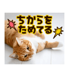 ねこ写真❤ポップで見やすい日常会話3（個別スタンプ：27）
