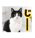 ねこ写真❤ポップで見やすい日常会話3（個別スタンプ：29）