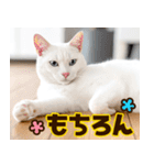 ねこ写真❤ポップで見やすい日常会話3（個別スタンプ：33）