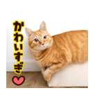 ねこ写真❤ポップで見やすい日常会話3（個別スタンプ：34）