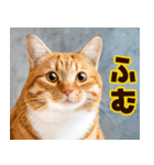 ねこ写真❤ポップで見やすい日常会話3（個別スタンプ：36）