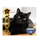 ねこ写真❤ポップで見やすい日常会話3（個別スタンプ：37）