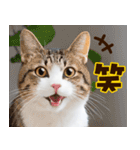 ねこ写真❤ポップで見やすい日常会話3（個別スタンプ：38）