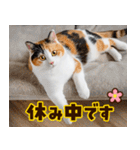 ねこ写真❤ポップで見やすい日常会話3（個別スタンプ：40）