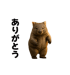 動く！ウォンバット（個別スタンプ：1）