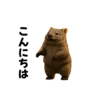 動く！ウォンバット（個別スタンプ：3）