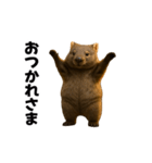 動く！ウォンバット（個別スタンプ：5）