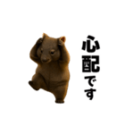 動く！ウォンバット（個別スタンプ：14）