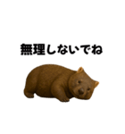 動く！ウォンバット（個別スタンプ：17）
