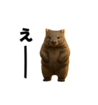 動く！ウォンバット（個別スタンプ：18）