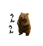 動く！ウォンバット（個別スタンプ：22）