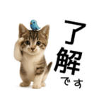 応援する猫さん✳︎デカ文字で伝わりやすい（個別スタンプ：1）