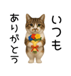 応援する猫さん✳︎デカ文字で伝わりやすい（個別スタンプ：3）