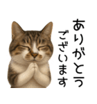 応援する猫さん✳︎デカ文字で伝わりやすい（個別スタンプ：4）