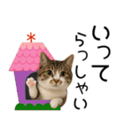応援する猫さん✳︎デカ文字で伝わりやすい（個別スタンプ：6）