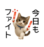 応援する猫さん✳︎デカ文字で伝わりやすい（個別スタンプ：9）