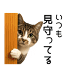 応援する猫さん✳︎デカ文字で伝わりやすい（個別スタンプ：16）