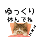 応援する猫さん✳︎デカ文字で伝わりやすい（個別スタンプ：20）