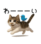 応援する猫さん✳︎デカ文字で伝わりやすい（個別スタンプ：21）