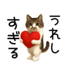 応援する猫さん✳︎デカ文字で伝わりやすい（個別スタンプ：22）