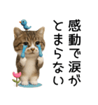 応援する猫さん✳︎デカ文字で伝わりやすい（個別スタンプ：23）