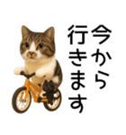 応援する猫さん✳︎デカ文字で伝わりやすい（個別スタンプ：34）