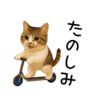 応援する猫さん✳︎デカ文字で伝わりやすい（個別スタンプ：36）