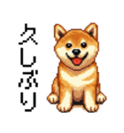 柴犬のドットスタンプ☆日常（個別スタンプ：5）