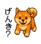 柴犬のドットスタンプ☆日常（個別スタンプ：8）