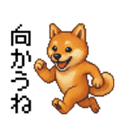 柴犬のドットスタンプ☆日常（個別スタンプ：24）