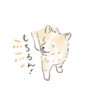 雑種犬春のイラストスタンプ大きめ（個別スタンプ：1）