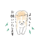 雑種犬春のイラストスタンプ大きめ（個別スタンプ：7）