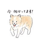 雑種犬春のイラストスタンプ大きめ（個別スタンプ：29）