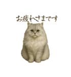 リアルなペルシャ猫（個別スタンプ：1）