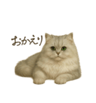 リアルなペルシャ猫（個別スタンプ：2）