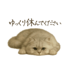リアルなペルシャ猫（個別スタンプ：3）